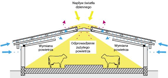 Świetliki